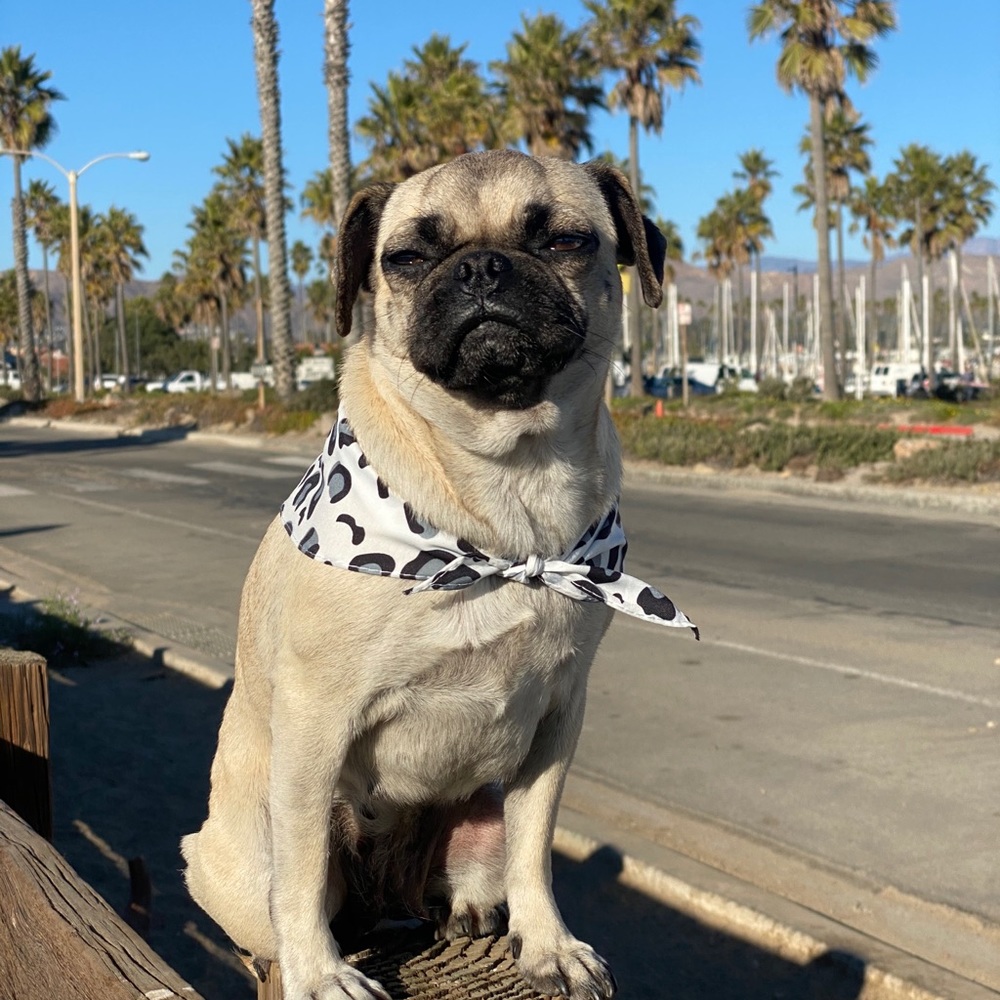 Meet your Posher, Priscilla